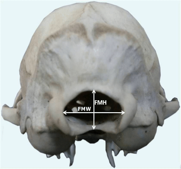 <ul><li><p>Occipital</p><ul><li><p>Base of skull</p></li><li><p>Most caudal</p></li><li><p>Where spinal cord exits</p><ul><li><p>Foramen magnum</p></li></ul></li><li><p>Forms a joint with C1</p><ul><li><p>Occipital condyles articulate with atlas(C1)</p></li></ul></li></ul></li><li><p>Interparietal</p><ul><li><p>Dorsal midline between occipital and parietal</p></li><li><p>May fuse with age</p></li></ul></li><li><p>Parietal</p><ul><li><p>Forms dorsolateral walls of cranium</p><ul><li><p>Small in horses/cattle</p></li></ul></li></ul></li></ul>