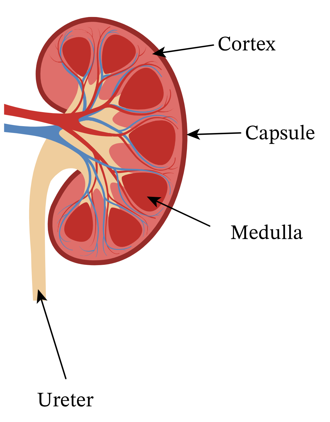 <ul><li><p>The tube that transports urine </p></li><li><p>from the <span style="color: rgb(236, 255, 0);">kidney</span> to the <span style="color: rgb(255, 0, 255);">bladder</span>.</p></li></ul><p></p>