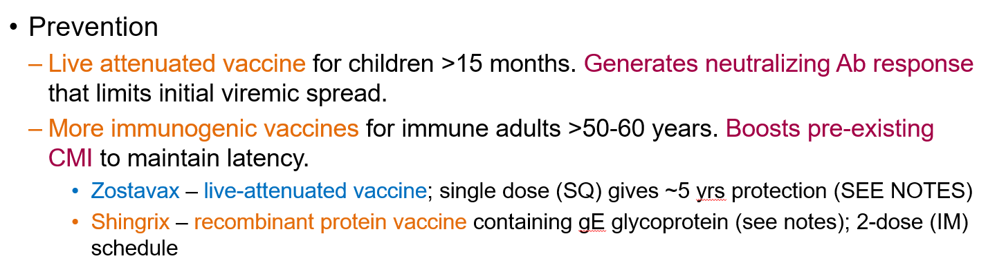 <p> <strong>Vaccination</strong> is the main prevention method.</p><ul><li><p><strong>Live attenuated vaccine</strong> for children over 15 months, which <strong>generates neutralizing antibodies</strong> to limit virus spread.</p></li><li><p><strong>Immunogenic vaccines: Shingrix</strong>, a recombinant protein vaccine </p></li></ul><p class="is-empty is-editor-empty"></p>