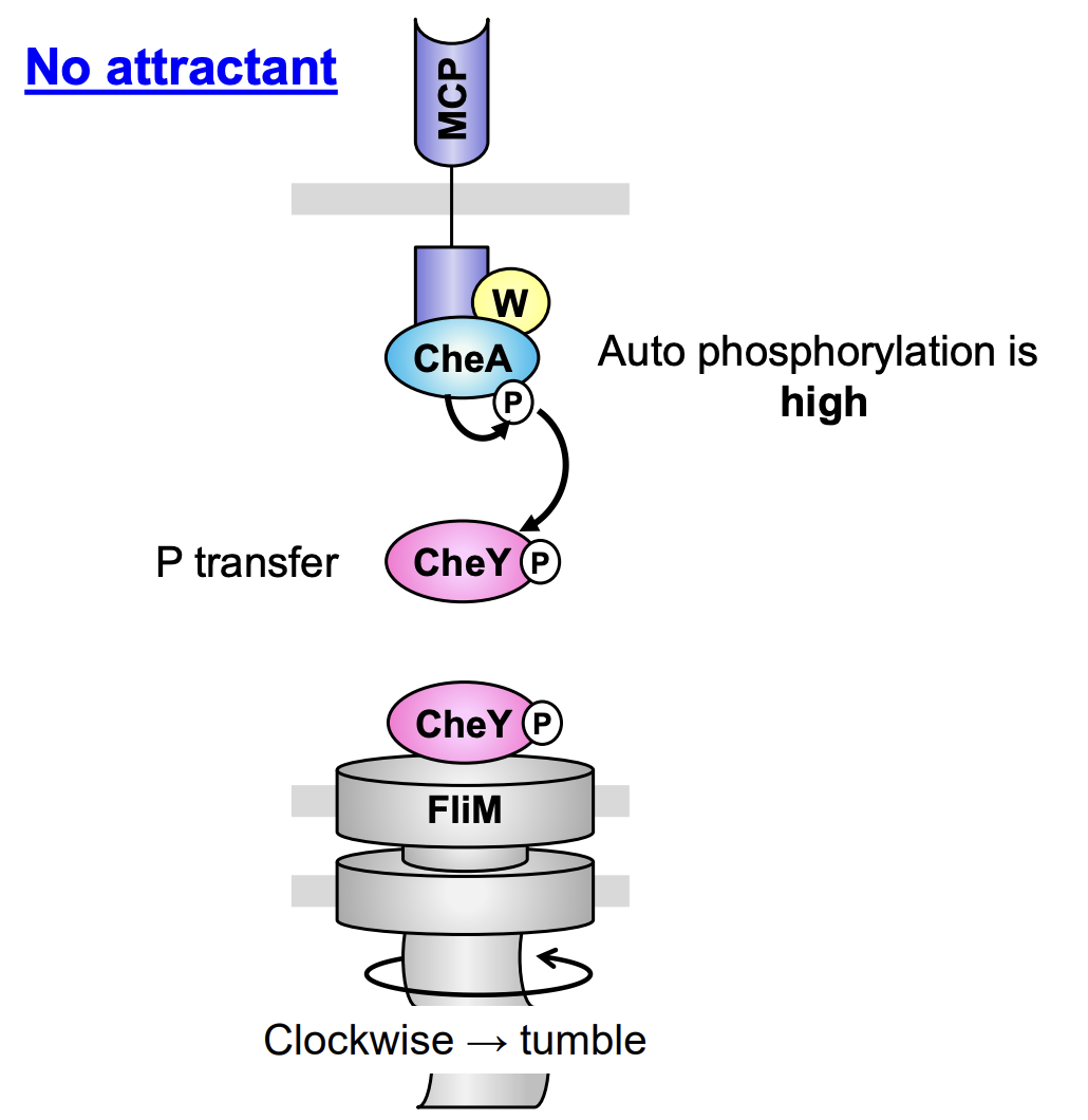 <ol><li><p>CheW couple the receptor CheA</p></li><li><p>Due to lack of attractant, CheA = auto-<strong>phosphylated</strong> at His48</p></li><li><p>CheA-P transfers the <strong>P</strong> to CheY at Asp57 (<strong>transphosphylation of response regulator)</strong></p></li><li><p>CheY-P interacts with the switch<strong> protein FliM</strong> at flagellar rotor</p></li><li><p>Flagella rotate clockwise and induce a <strong>tumble</strong></p></li></ol><p></p>