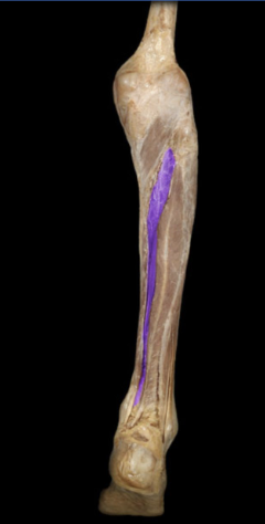 Action:
Plantar flexion of foot
Inversion of foot
Innervation:
Tibial nerve