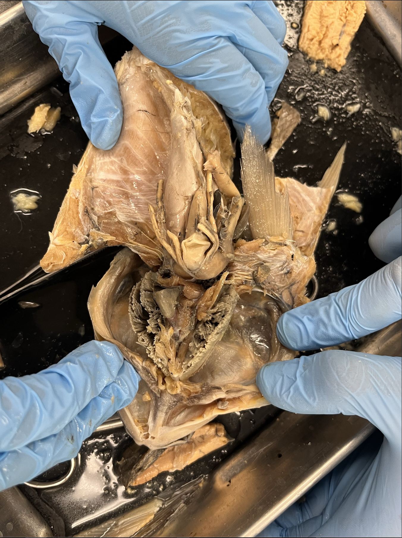 <p>what specimen is this?</p><p>identify the heart and holobranch gills</p>
