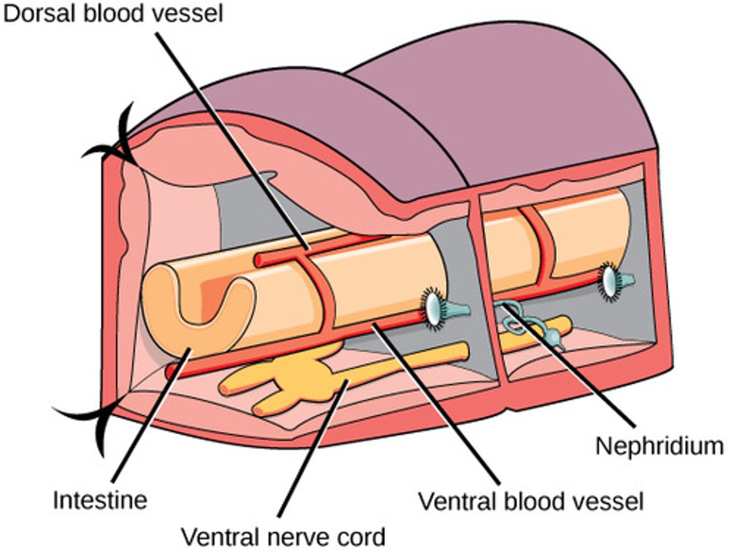 <p>closed circulatory</p><p>system, dorsal vessel,</p><p>"heart", multiple pairs</p><p>of aortic arches, and</p><p>distinct arteries and veins</p>
