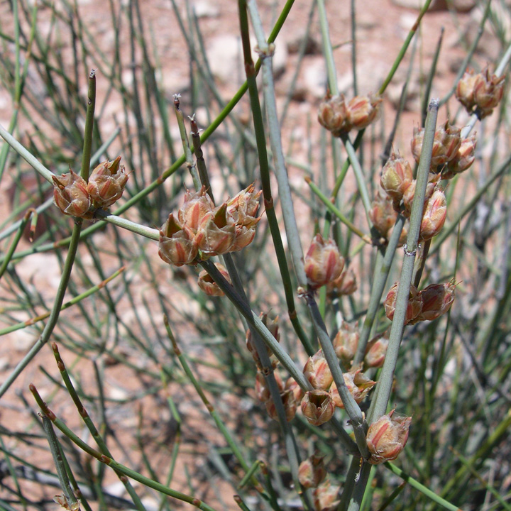 <p>What is this plant’s scientific name?</p>