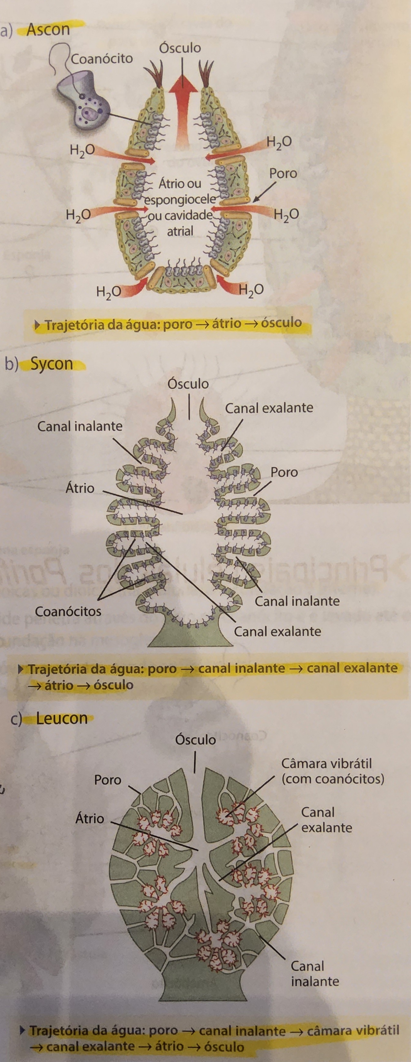 * em ordem crescente de complexidade e evolução;