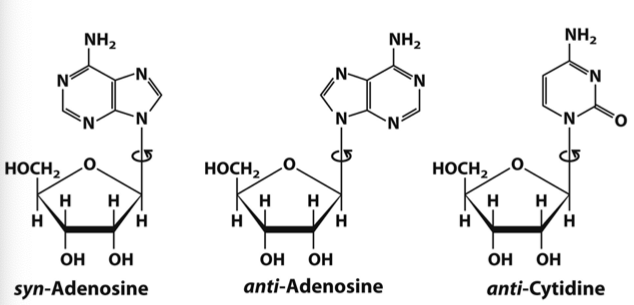 <p>Nitrogenous base + Pentose sugar</p><p>• In nucleosides the pentose ring is attached to the nucleobase via an N-glycosidic bond</p><p>• The bond is formed to the anomeric 1’ carbon of the sugar in a β configuration</p><p>• The bond is formed between position N1 in pyrimidines and position N9 in purines</p><p>• It is a single (not double) bond - rotates and no bond restriction</p>