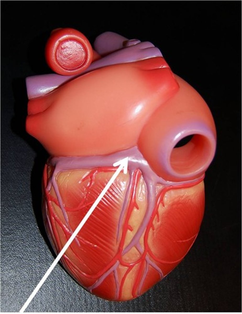 <p>-Located in the groove which delineates the boundary between the two ventricles in the heart</p><p>-Part of the Circulatory System</p>