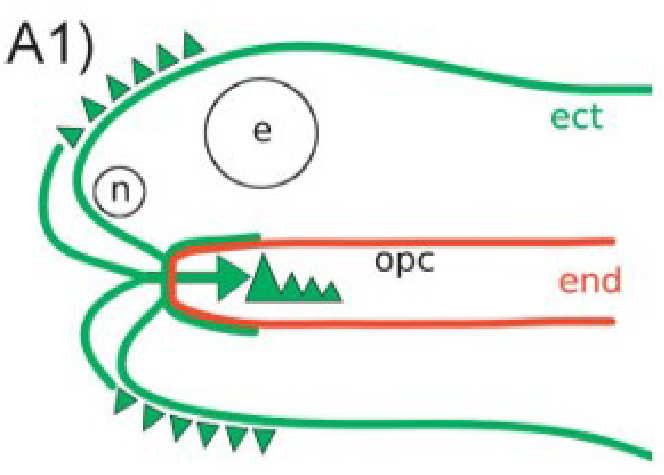 <p><span><strong><span>odontode teeth</span></strong><span> in the newly evolved jaws</span></span></p><ul><li><p><span><span>odontode theory</span></span></p></li></ul><p></p>