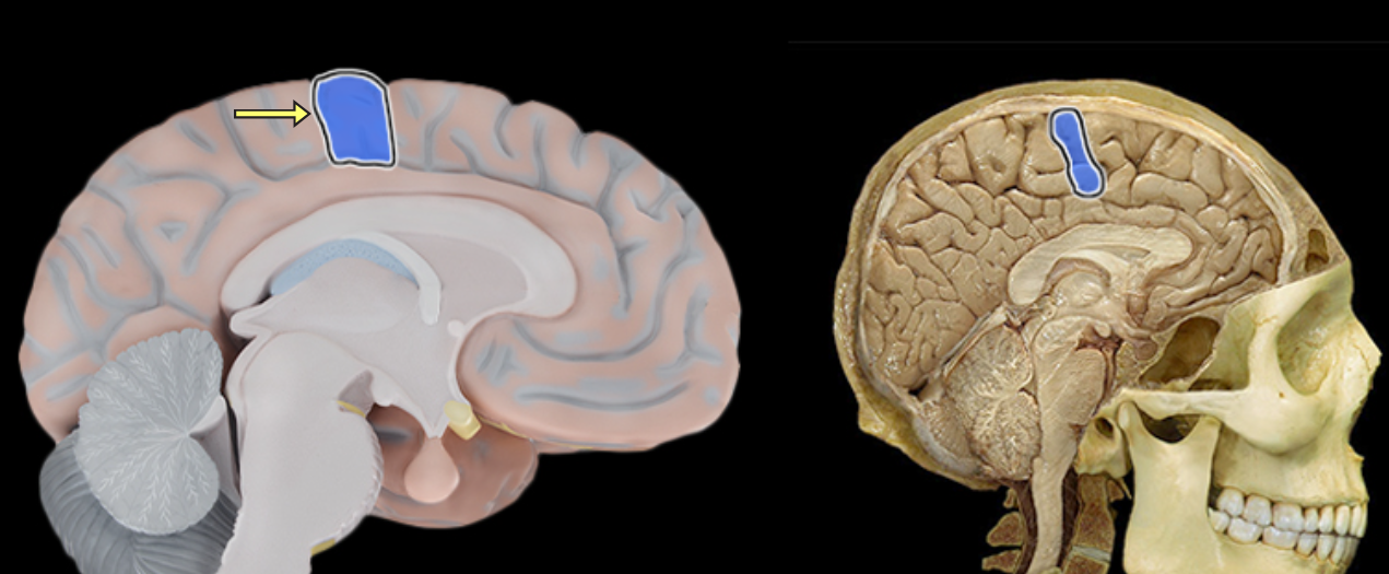 <p>Location:</p><ul><li><p>Lateral aspect of each cerebral hemisphere</p></li></ul><p>Description:</p><ul><li><p>Distinct "fold" at anterior border of parietal lobe</p></li><li><p>Located along posterior edge of central sulcus</p></li></ul><p>Function:</p><ul><li><p>Receives somatosensory information from body</p></li></ul><p>Comment:</p><ul><li><p>Also called primary somatosensory cortex</p></li></ul><p></p>