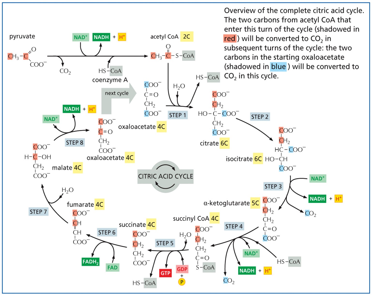 
1. 2 carbons from Acetyl-CoA enter and combine with oxaloacetate to form citrate.

\

2. Citrate is rearranged and oxidized to form isocitrate.

\

3.  Isocitrate is oxidized to form alpha-ketoglutarate, releasing one molecule of carbon dioxide and producing NADH.

\

4. Alpha-ketoglutarate is oxidized to form succinyl-CoA, releasing one molecule of carbon dioxide and producing NADH.
5. Succinyl-CoA is converted into succinate, producing GTP, which is a molecule that can be used to produce ATP.


6. Succinate is oxidized to form fumarate, producing FADH2.
7. Fumarate is converted into malate.
8. Malate is oxidized to reform oxaloacetate, producing NADH.