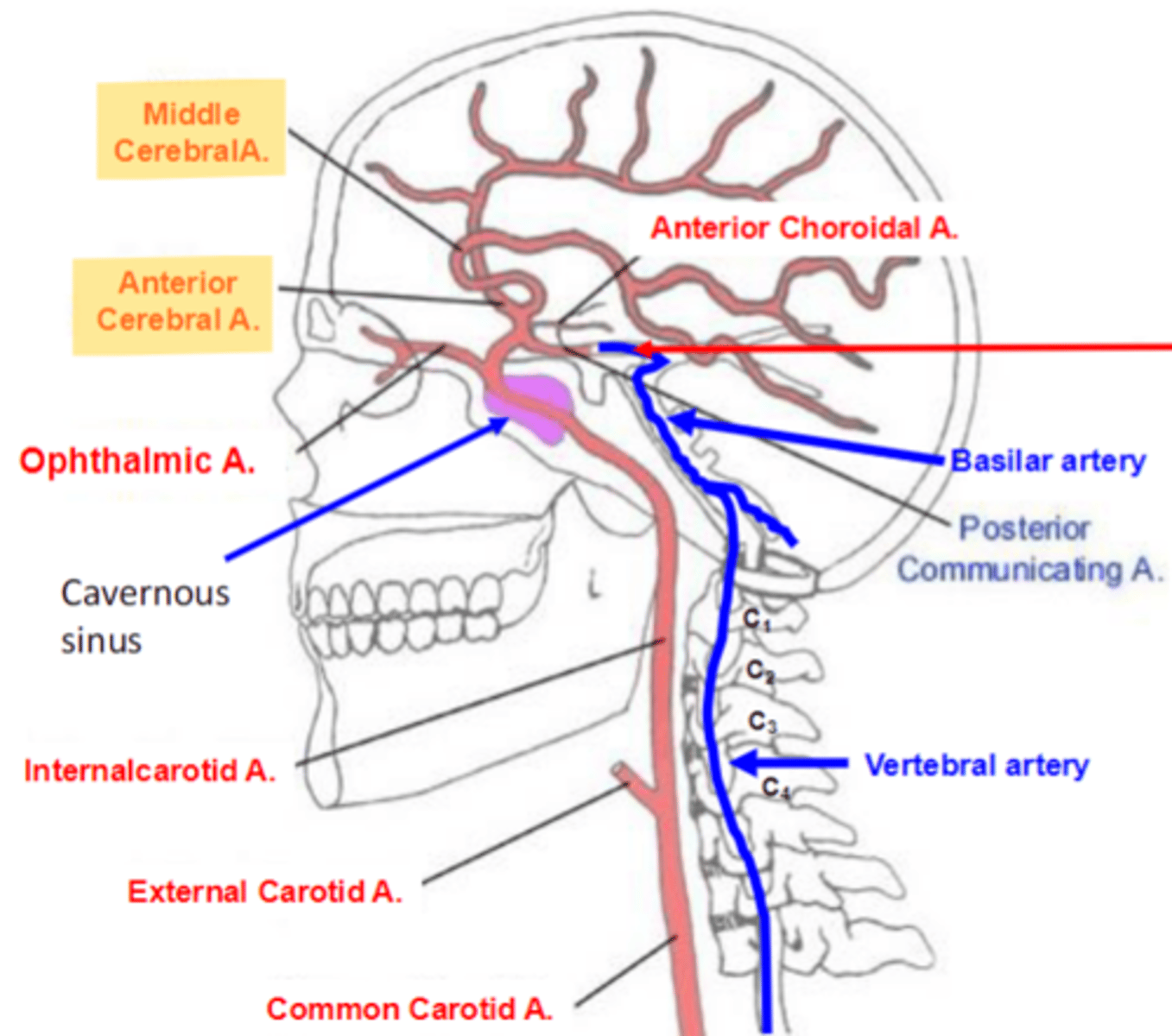 <p>-Anterior cerebral arteries.<br>-Middle cerebral arteries</p>