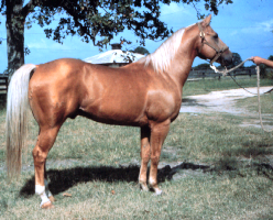 <p>Palomino</p>
