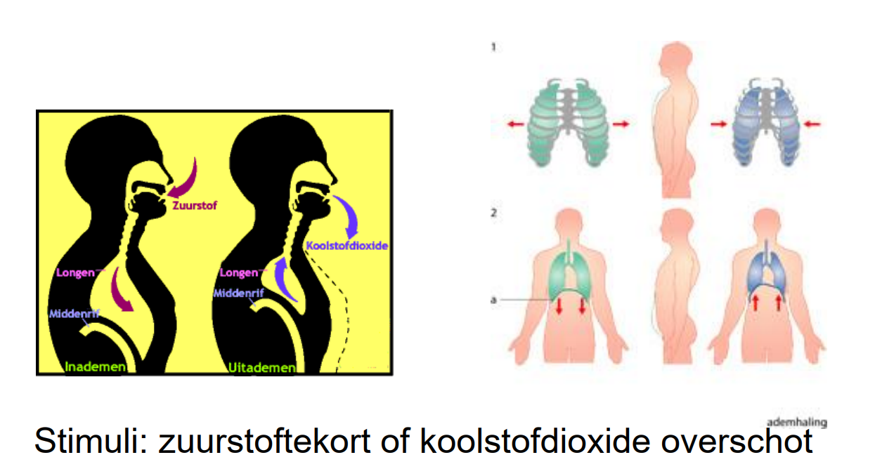 <ul><li><p>Longen werken passief: lucht wordt aangezogen door thorax- en diafragmabeweging</p></li><li><p>Gasuitwisseling gebeurt in <strong>alveoli </strong>(~85 m² bij jonge volwassenen, ~60 m² rond 70 jaar)</p></li><li><p>Ademhalingscentrum in verlengde merg reageert op O₂-tekort en CO₂-overschot</p></li></ul><p></p>