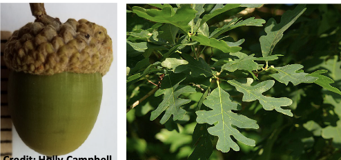 <p>Family<br>Genus<br>Species<br>Common Name</p>