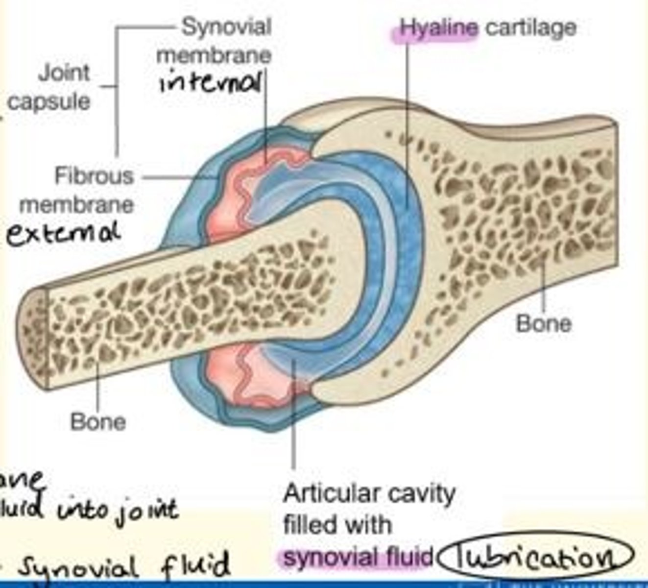 <p>- Hyaline cartilage </p><p>- Articular cavity with synovial fluid = lubrication</p><p>- Joint capsule = made of outer (fibrous) and inner (synovial) membranes</p>
