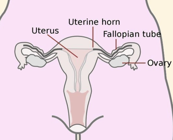 <ul><li><p><strong>horn-shaped</strong> portion </p></li><li><p>where <strong>fallopian tube</strong> is <strong>attached to uterus</strong></p></li></ul><p></p>