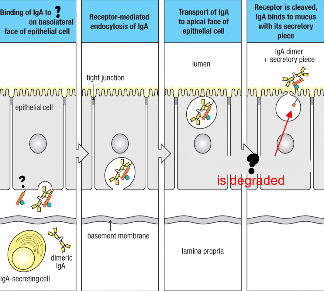 <p>receptor found on mucosal epithelial cells that specifically binds to the IgA dimer and IgM pentamer via the J chain leading to transcytosis to transport them across the epithelium</p>
