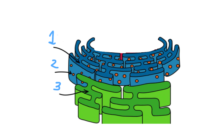 <p>Label </p>