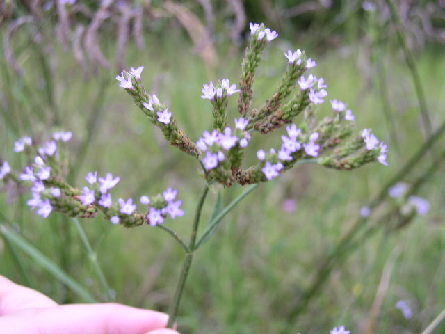<p>Brazilian Vervain</p>