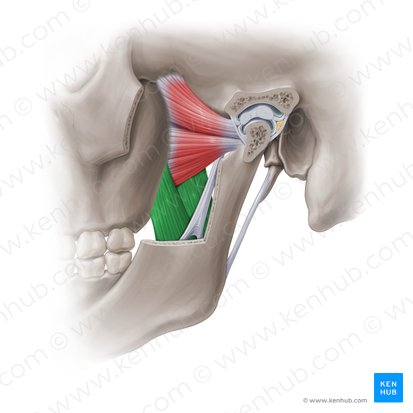 <p><strong>distal attachment </strong>of <strong>medial pterygoid</strong></p>