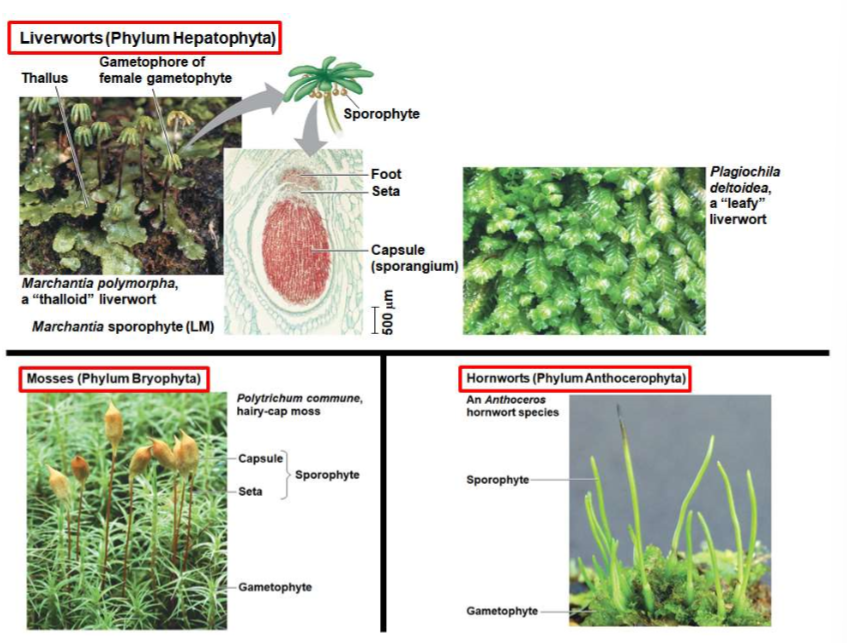 <p>liverworts, mosses, and hornworts</p>