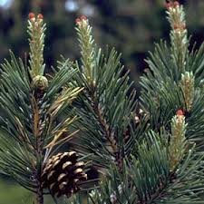 <p><span>Evergreen tree with blue-green needles and orange-brown bark. Used ornamentally and for timber.</span></p>