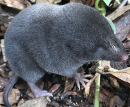 <p>largest shrew in KS, brown-gray, don’t see above ground</p>