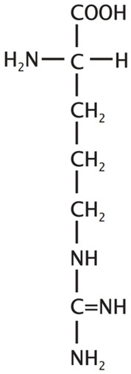 <p>Basic, Positively Charged at physiological pH (pKa ~12)</p>