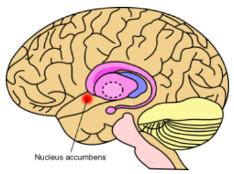 <p><span style="color: #dc13bb"><strong>the nucleus accumbens</strong></span> (NAcc) is closely associated with <strong>the neurotransmitter dopamine</strong>, which is released into the NAcc in response to rewarding stimuli.</p>