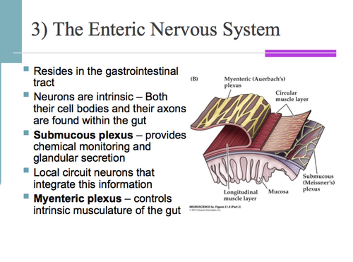 <p>A complex network of neurons that governs the function of the gastrointestinal system.</p>