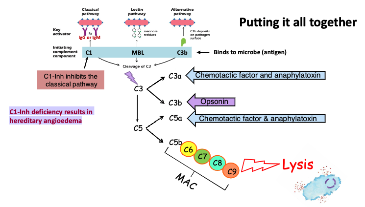 <p>hereditary angioedema</p>