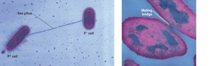 <ul><li><p>drug resistance may affect the recipient and may also disseminate clonally or by gene transfer to other bacteria&nbsp;</p></li><li><p>plasmids are extracellular loops of DNA</p></li><li><p>some plasmids (conjugative plasmids) are capable of being passed between different bacterial species and even genera</p></li><li><p>so plasmids can spread antibiotic resistance e.g. mating bridge</p></li><li><p>bacteria can be spread by individuals (next card) &amp; movement of people/travelling</p></li></ul><p></p>
