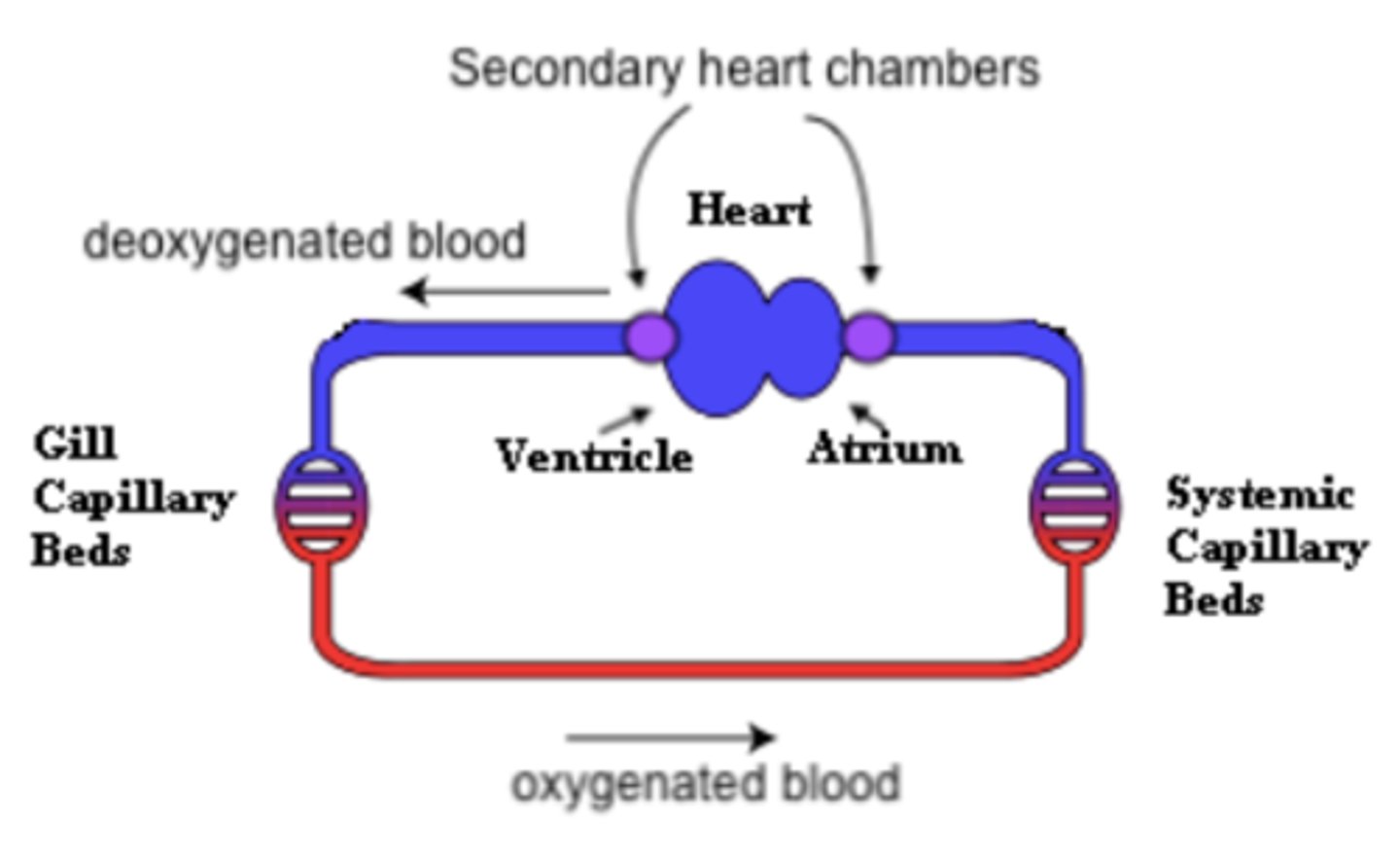<p>deoxygenated</p>