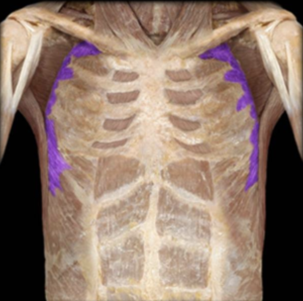 <p>Insertion of Serratus Anterior</p>