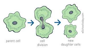 <p>When a parent cell divides into two</p>