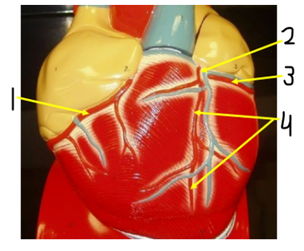 <p><span>Name coronary artery 4</span></p>