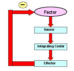 <p>Negative Feedback</p>