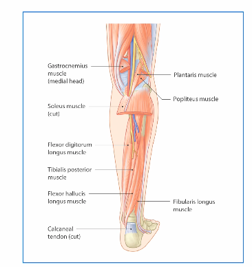 <p>overview of posterior leg muscles in terms of actions </p>