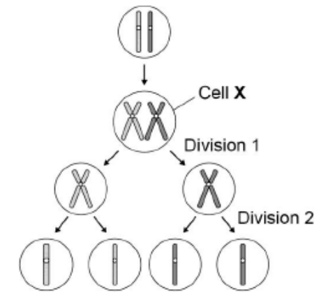 <p>describe what has happened during division 1: </p>