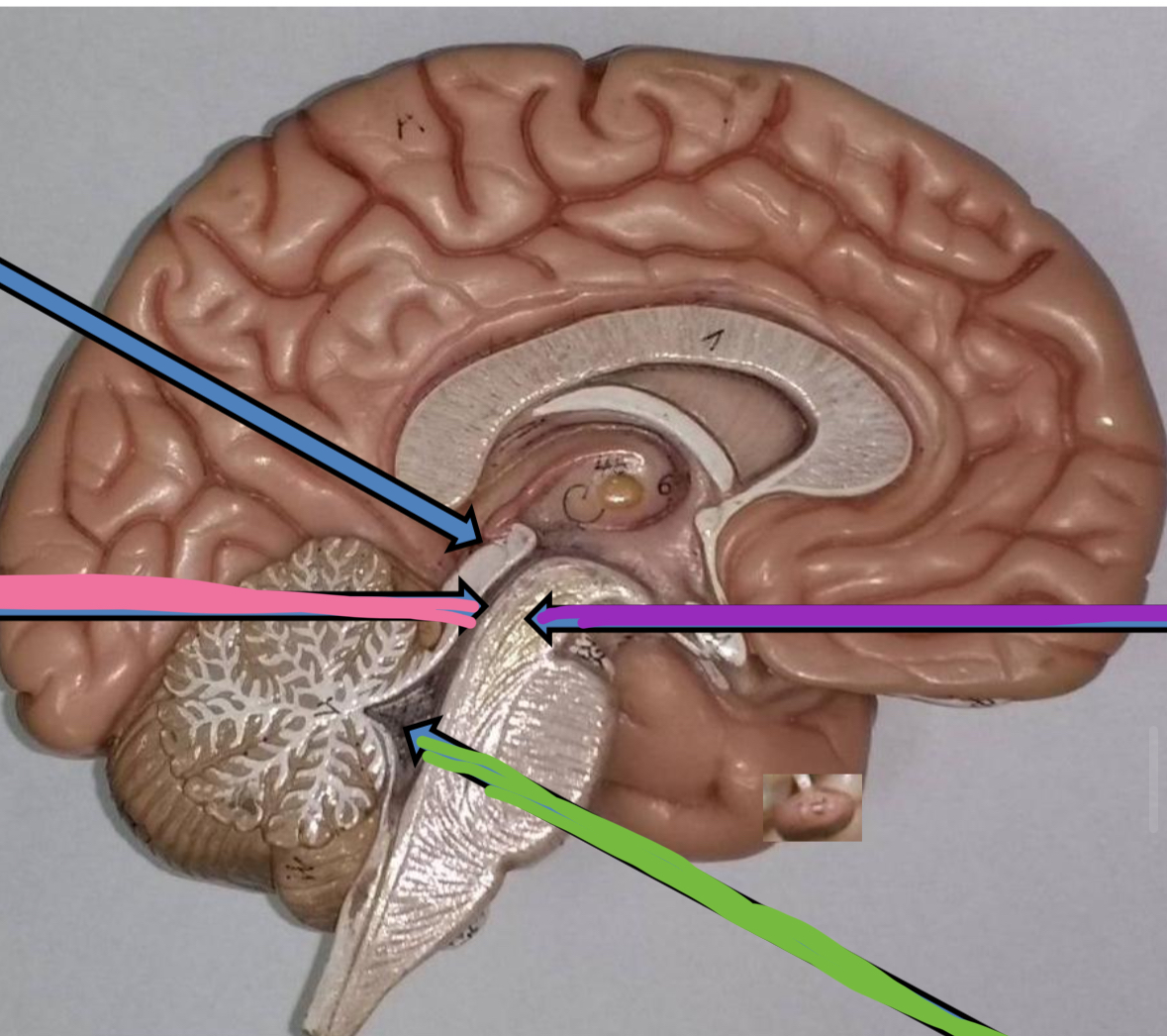 <p>Blue points to what part of the Midbrain</p>