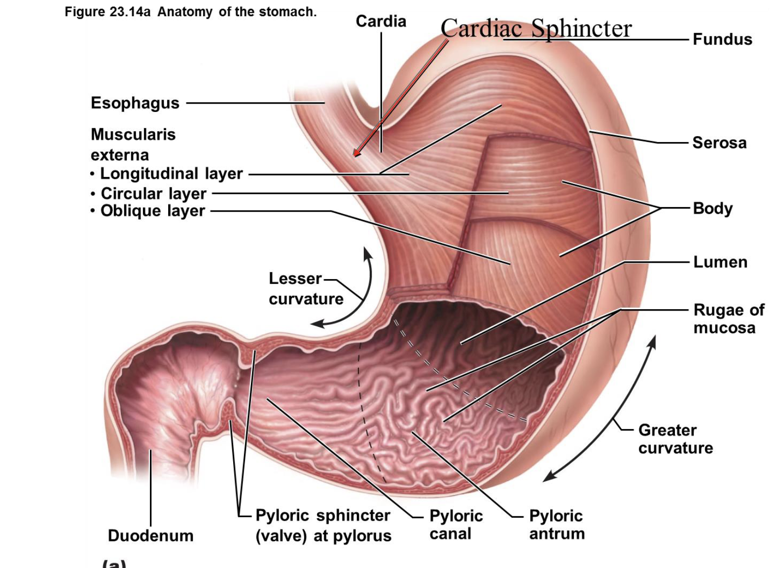<p>* The stomach is a J-shaped organ.</p><p>* It has different parts like the fundus, body, and pyloric antrum.</p><p>* The esophagus connects to the stomach at the cardia.</p><p>* The pyloric sphincter controls the passage of food into the small intestine.</p><p>* The stomach wall has layers: serosa, muscularis externa (with longitudinal, circular, and oblique layers), and mucosa.</p><p>* Rugae are folds in the mucosa that allow the stomach to expand.</p><p></p><div data-type="horizontalRule"><hr></div><p></p><p>* The stomach connects to the esophagus via the cardiac sphincter and to the small intestine via the pyloric sphincter.</p><p>* The<strong> cardiac sphincter</strong> <u>prevents stomach contents from flowing back into the esophagus by closing.</u></p><p>* The <strong>pyloric sphincter </strong><u>regulates the release of stomach contents into the small intestine.</u></p><p>* <strong>GERD</strong> ( Gastroesophageal Reflux Disease) occurs <u>when the cardiac sphincter doesn't close properly, allowing stomach acid to reflux into the esophagus.</u></p><p></p>