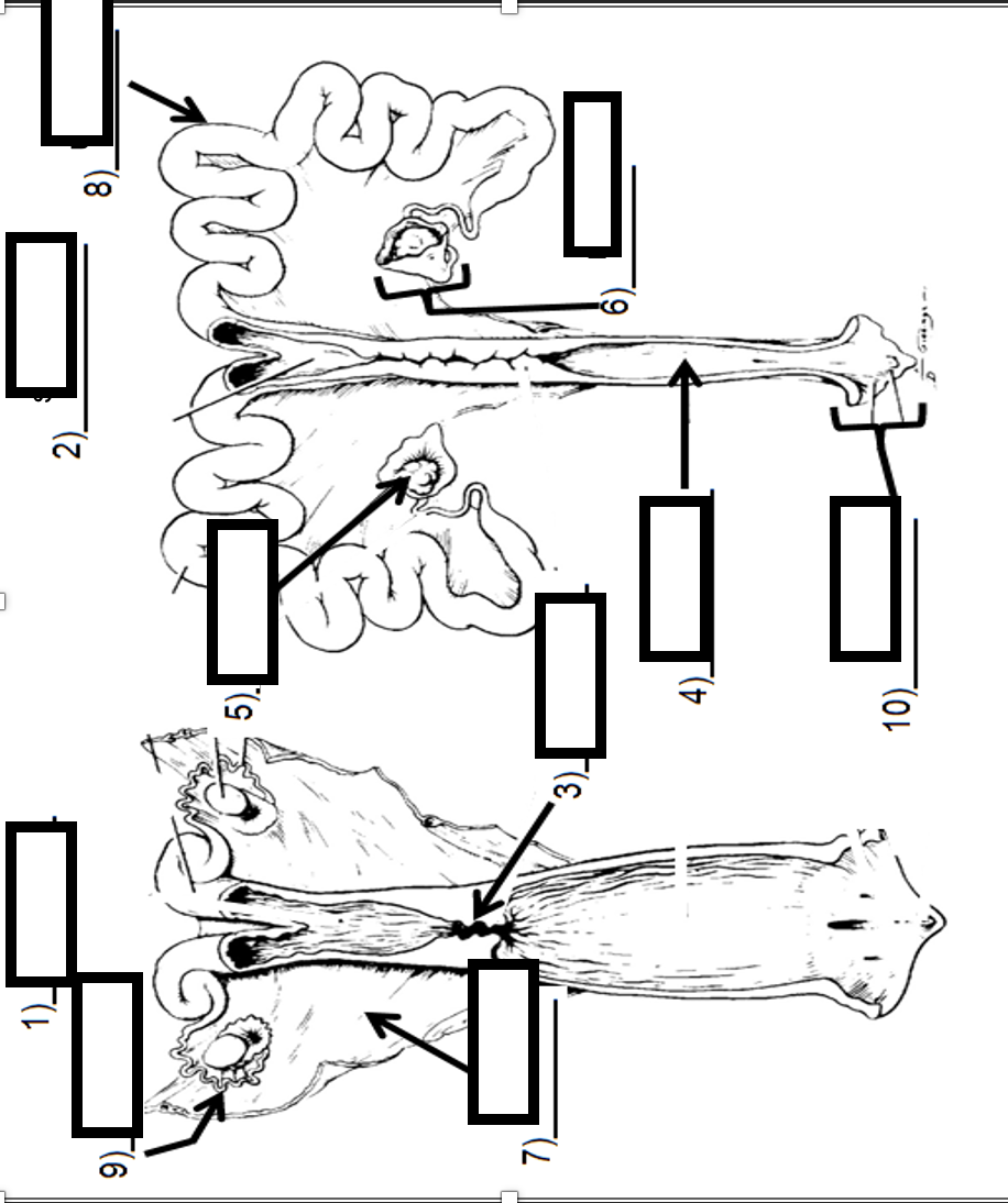 <p>Identify parts (1 and 2 are the animals which the system belongs to)</p>