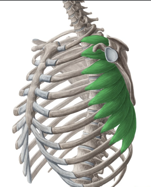 <p><span><span>muscle on the side of your chest that originates from the ribs and attaches to the scapula</span></span></p>