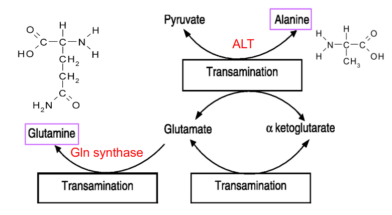 <p>- Alanine to Pyruvate: alanine amino transferase (ALT) (also reversible)</p><p>- Glutamate to glutamine: glutamine synthase (Gln synthase)</p>