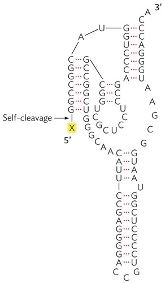 <p>RNA portion that catalyzes its own cleavage.</p>