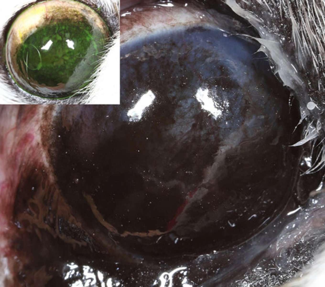 <p>What am I describing?</p><p>- Brown opacities</p><p>- Seen in 80% of all pugs</p><p>- Hard to remove pigment once it occurs</p><p>- Progresses medial to lateral</p>
