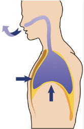 <ol><li><p>Diaphragm moves UP</p></li><li><p>Air leaves lungs</p></li></ol><p></p>