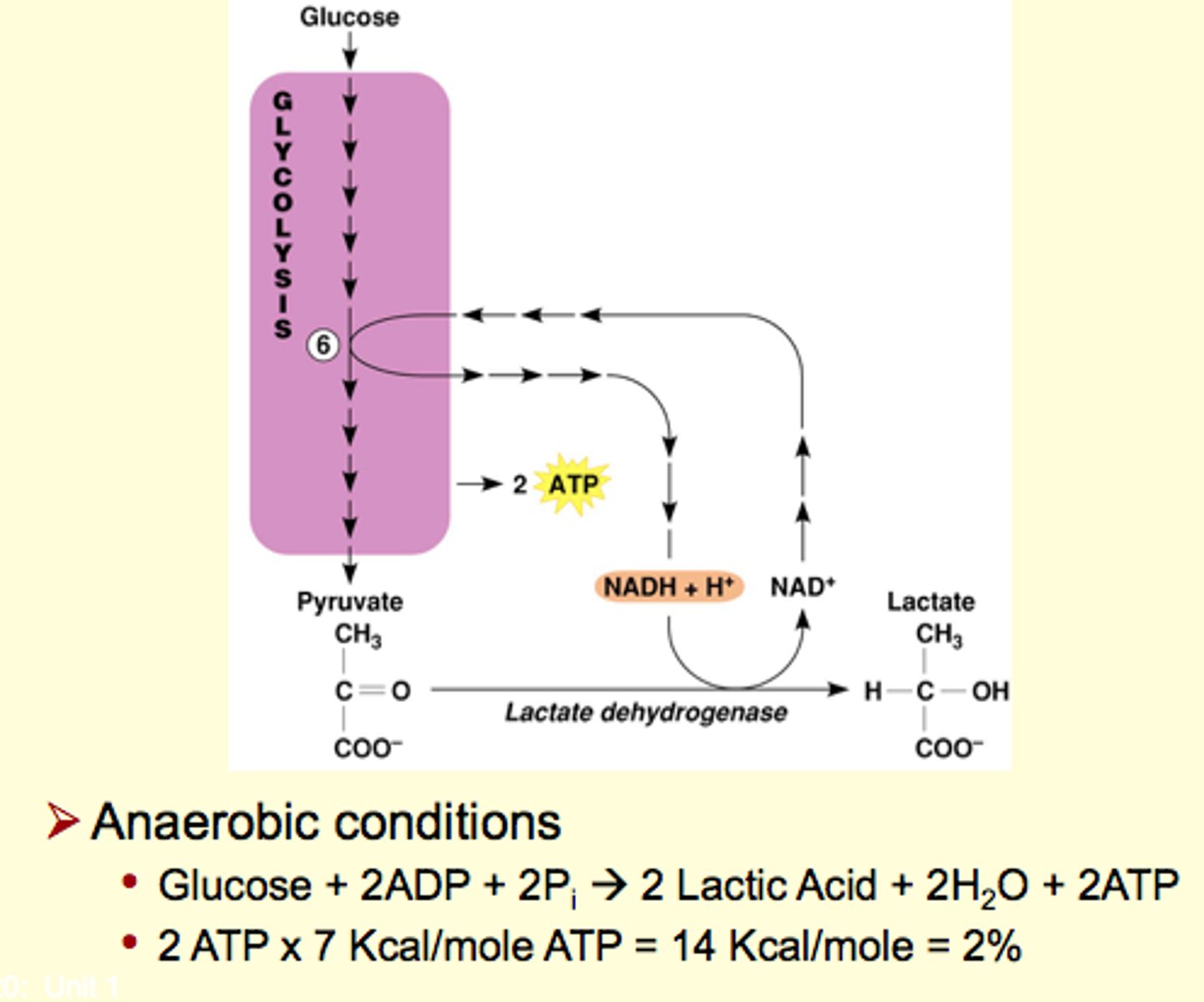 <p>requires an oxidized coenzyme (under low oxygen environment)</p><p>alternative method: convert pyruvate into lactic acid</p><p>- not efficient</p><p>- used if ETC is not working at the moment</p><p>lactate shuttle is used to at least maintain 2 ATP per glucose</p>