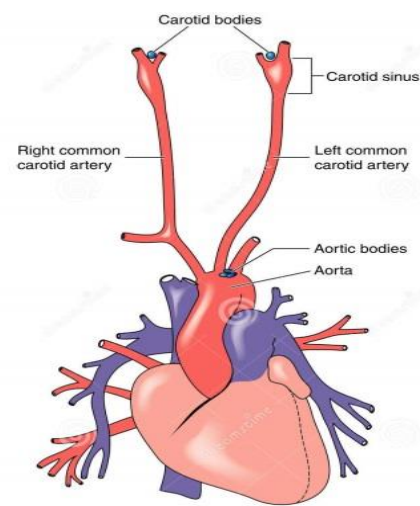 <ul><li><p>Carotid Bodies</p></li><li><p>Aortic Bodies</p></li></ul><p></p>