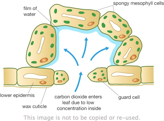 What diffuses into the stomata on the bottom of a leaf 